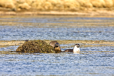 A family of river otters (Lontra canadensis) foraging in the Yellowstone River in Hayden Valley in Yellowstone National Park, Wyoming