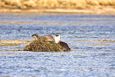 A family of river otters (Lontra canadensis) foraging in the Yellowstone River in Hayden Valley in Yellowstone National Park, Wyoming