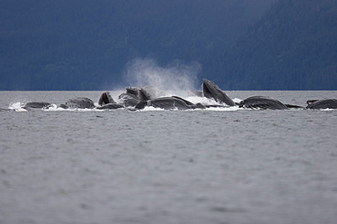 Adult humpback whales (Megaptera novaeangliae) cooperatively bubble-net feeding in Freshwater Bay on Chichagof Island in Southeast Alaska, USA