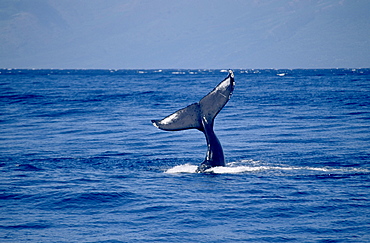 Humpback whale, Megaptera novaeangliae, at surface, man in inflatable dinghy in background Monterey, California, USA