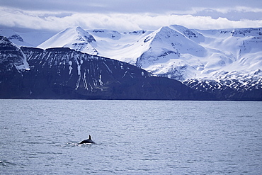 Minke whale (Balaenoptera acutorostrata) surfacing in fjord with snow capped mountains behind. Husavik, Iceland.