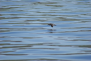 Manx Shearwater (Puffinus puffinus) gliding over calm waters Isle of Mull in Western Scotland