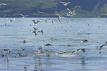 Kittiwakes (Rissa tridactyla) attacking sand eel baitball Isle of Mull, Western Scotand 