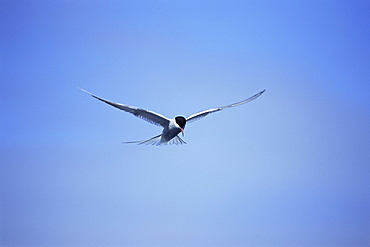 Arctic tern (Sterna hirundo) hovering over estuary, hunting sand eels, in mid-summer when the colonies are active for 24 hours per day. Iceland. 