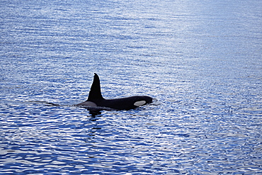 Adult male Killer whale (Orcinus orca). Olafsvik, Iceland.