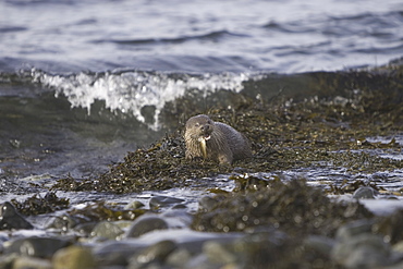 Eurasian river otter (Lutra lutra) eating fish.  Otters in western Scotland have adapted well to life in a marine environment, though proximity to sources of fresh water is essential.  Hebrides, Scotland