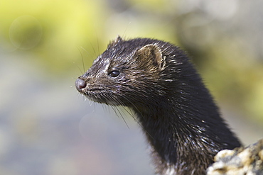 American mink (Mustela vison). Non-native species in the UK considered a threat to ground-nesting birds and water voles in particular. Widespread as a result of escapes from fur farms since the 1950s. Hebrides, Scotland