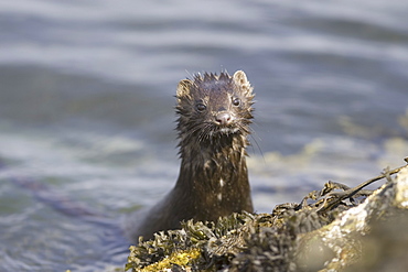 American mink (Mustela vison). Non-native species in the UK considered a threat to ground-nesting birds and water voles in particular. Widespread as a result of escapes from fur farms since the 1950s. Hebrides, Scotland