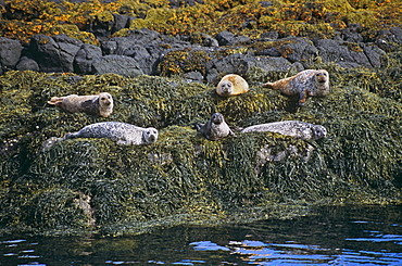 Common seal (Phoca vitulina).  Hebrides, Scotland