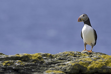 Horned puffin (Fratercula arctica).  Hebrides, Scotland