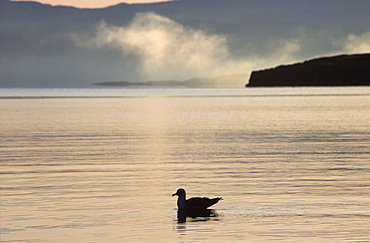 Gull silhouette, Tobermory Bay.  Hebrides, Scotland