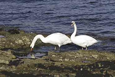 Mute swan (Cygnus olor) at sea.  Most people might associate swans with a freshwater environment but they can also be seen in a marine setting.  Hebrides, Scotland