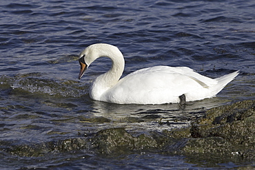 Mute swan (Cygnus olor) at sea.  Most people might associate swans with a freshwater environment but they can also be seen in a marine setting.  Hebrides, Scotland