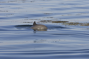 Harbour porpoise (Phocoena phocoena).  The west coast of Scotland remains a stronghold for the porpoise where it is far less likely to fall victim to fishery bycatch.  Hebrides, Scotland