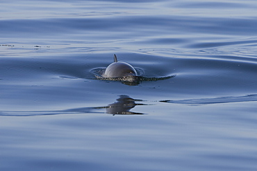 Harbour porpoise (Phocoena phocoena).  The west coast of Scotland remains a stronghold for the porpoise where it is far less likely to fall victim to fishery bycatch.  Hebrides, Scotland