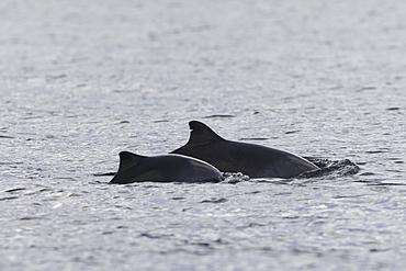 Harbour porpoise (Phocoena phocoena).  A mother and calf pair, the mother showing that photo id of porpoises may well be possible.  Hebrides, Scotland