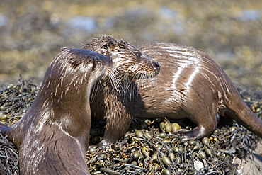 Pair of Eurasian river otters (Lutra lutra) foraging in and among the seaweed.  Otters on Scotland's west coast and islands have adapted well to making a living in the marine environment.  Hebrides, Scotland