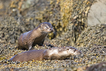 Pair of Eurasian river otters (Lutra lutra) foraging in and among the seaweed.  Otters on Scotland's west coast and islands have adapted well to making a living in the marine environment.  Hebrides, Scotland