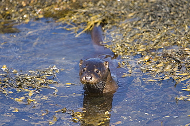 Eurasian river otter (Lutra lutra) foraging in and among the seaweed.  Otters on Scotland's west coast and islands have adapted well to making a living in the marine environment.  Hebrides, Scotland