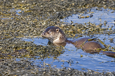 Eurasian river otter (Lutra lutra) foraging in and among the seaweed.  Otters on Scotland's west coast and islands have adapted well to making a living in the marine environment.  Hebrides, Scotland