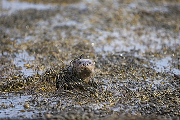 Eurasian river otter (Lutra lutra) foraging in and among the seaweed.  Otters on Scotland's west coast and islands have adapted well to making a living in the marine environment.  Hebrides, Scotland