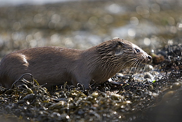 Eurasian river otter (Lutra lutra) finishing a meal in the seaweed.  Hebrides, Scotland