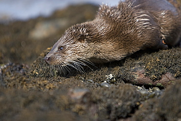 Eurasian river otter (Lutra lutra) resting in the seaweed and rocks.  Otters spend a great deal of time resting, usually close to the water's edge or on rocks just offshore.  This time is spent sleeping and preening fur etc.  Notice the recent injuries sustained by this otter around the head and neck area.  Hebrides, Scotland