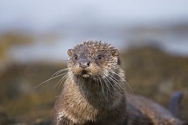 Eurasian river otter (Lutra lutra) resting in the seaweed and rocks.  Otters spend a great deal of time resting, usually close to the water's edge or on rocks just offshore.  This time is spent sleeping and preening fur etc.  Notice the recent injuries sustained by this otter around the head and neck area.  Hebrides, Scotland