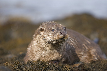 Eurasian river otter (Lutra lutra) resting in the seaweed and rocks.  Otters spend a great deal of time resting, usually close to the water's edge or on rocks just offshore.  This time is spent sleeping and preening fur etc.  Notice the recent injuries sustained by this otter around the head and neck area.  Hebrides, Scotland