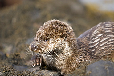 Eurasian river otter (Lutra lutra) resting in the seaweed and rocks.  Otters spend a great deal of time resting, usually close to the water's edge or on rocks just offshore.  This time is spent sleeping and preening fur etc.  Notice the recent injuries sustained by this otter around the head and neck area.  Hebrides, Scotland