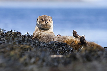 Eurasian river otter (Lutra lutra) resting on seaweed.  Otters spend a great deal of time resting ashore, usually near to the water's edge.  This time is spent sleeping and preening fur etc.  Visits ashore may also be to find fresh water to drink.  Hebrides, Scotland