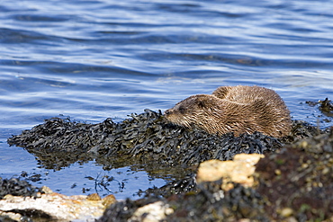 Eurasian river otter (Lutra lutra) resting on seaweed.  Otters spend a great deal of time resting ashore, usually near to the water's edge.  This time is spent sleeping and preening fur etc.  Visits ashore may also be to find fresh water to drink.  Hebrides, Scotland