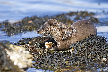 Eurasian river otter (Lutra lutra) eating a large crab.  Large fish and crabs are difficult to constrain and eat in the water so are often brought ashore.  Otters will sometimes swim realtively long distances in order to do so.  Hebrides, Scotland