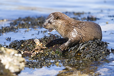 Eurasian river otter (Lutra lutra) eating a large crab.  Large fish and crabs are difficult to constrain and eat in the water so are often brought ashore.  Otters will sometimes swim realtively long distances in order to do so.  Hebrides, Scotland