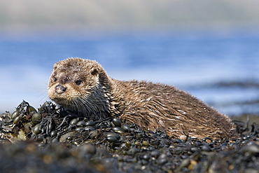 Eurasian river otter (Lutra lutra) resting on seaweed.  Otters spend a great deal of time resting ashore, usually near to the water's edge.  This time is spent sleeping and preening fur etc.  Visits ashore may also be to find fresh water to drink.  Hebrides, Scotland