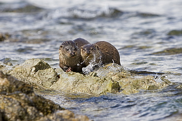 Eurasian river otter (Lutra lutra) mother eating fish with cub closeby.  The cub tried unsuccessfully to obtain some of its mother's catch.  Hebrides, Scotland