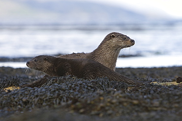 Eurasian river otter (Lutra lutra) mother and cub.  Cubs often have darker fur than their mothers and for the first few months are much more 'buoyant' in the water.  Hebrides, Scotland