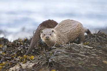 Eurasian river otter (Lutra lutra).  Hebrides, Scotland