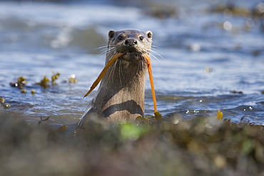 Eurasian river otter (Lutra lutra) catching and eating snake pipefish (Entelerus aequoreus).  Hebrides, Scotland.