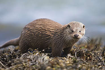 Eurasian river otter (Lutra lutra) in the marine environment to which they have adapted so successfully.  Hebrides, Scotland.