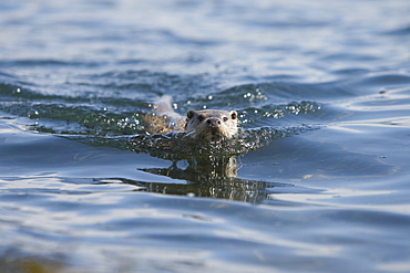 Eurasian river otter (Lutra lutra).  Hebrides, Scotland.