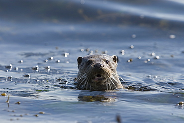 Eurasian river otter (Lutra lutra).  Hebrides, Scotland.