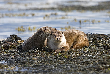 Eurasian river otter (Lutra lutra).  Hebrides, Scotland.