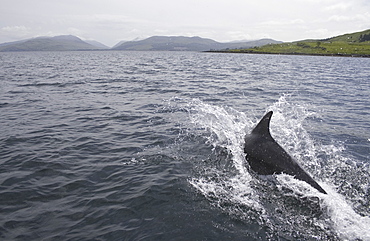 Bottlenose dolphin (Tursiops truncatus).  Hebrides, Scotland