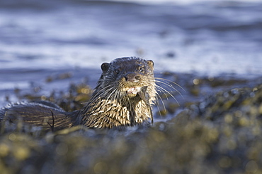 Eurasian river otter (Lutra lutra) eating flatfish.  Hebrides, Scotland