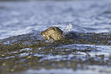 Eurasian river otter (Lutra lutra) eating fish.  Hebrides, Scotland