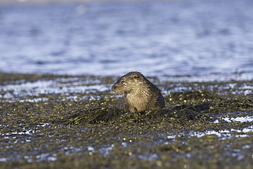 Eurasian river otter (Lutra lutra).  Otters in western Scotland have adapted well to life in a marine environment, though proximity to sources of fresh water is essential.  Hebrides, Scotland