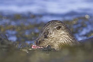 Eurasian river otter (Lutra lutra) eating fish.  Hebrides, Scotland