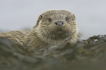 Eurasian river otter (Lutra lutra).  Otters in western Scotland have adapted well to life in a marine environment, though proximity to sources of fresh water is essential.  Hebrides, Scotland