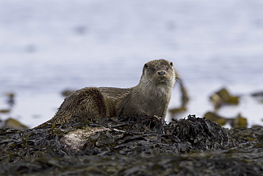 Eurasian river otter (Lutra lutra) resting.  Otters take regular breaks during their foraging activities, often choosing high points or islets just offshore in order to sleep, preen and play.  Hebrides, Scotland